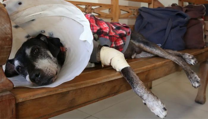  Câmara aprova projeto que tipifica exercício ilegal da veterinária 